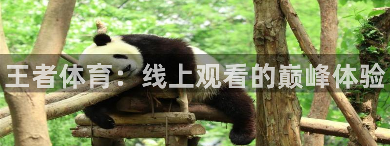 蜘蛛直播体育app：王者体育：线上观看的巅峰体验